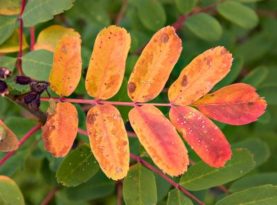 Fall Leaves