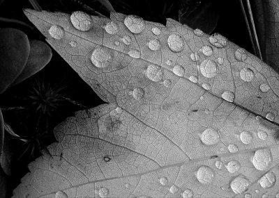 Leaf Pattern with Dew Magnifications