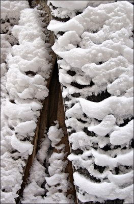 Snowbirds in a Snowtree*by mlynn