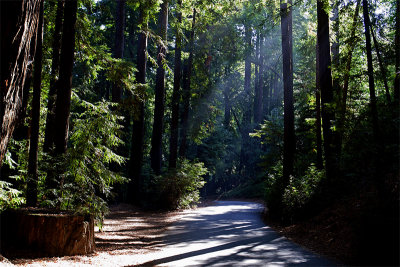 Beams in the Redwoodsby Harvey Rawn