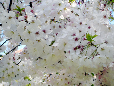 Cloud Of Blossoms By Carol Gilbert