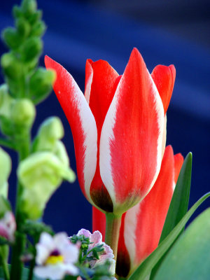 Valentine Tulip