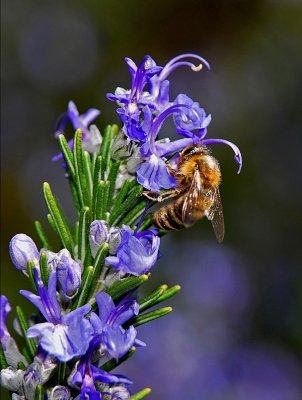 Some G and B and another Bee