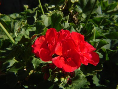 Geraniumby Tenderfoot