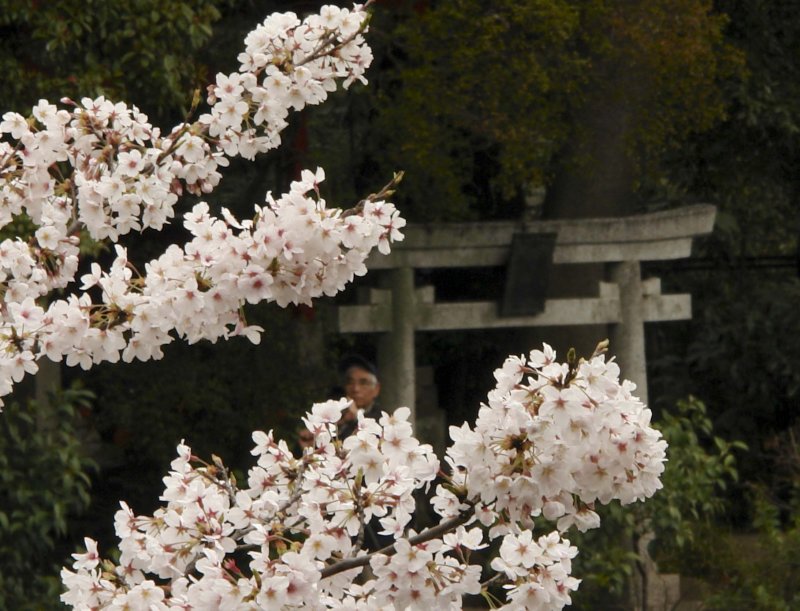 Hanami, Inokashira Koen, March 2007