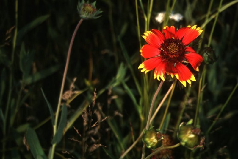 flower.jpg