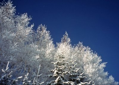 wtree2.jpg