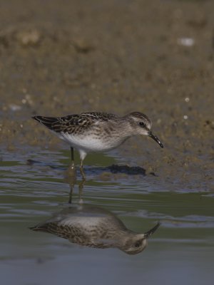 Least Sandpiper, Minor Clark Fish Hatchery, KY