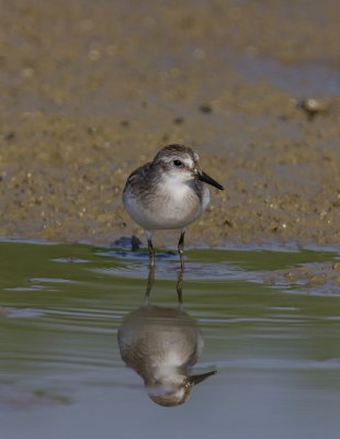 Semipalmated Sandpiper, Minor Clark Fish Hatchery, KY