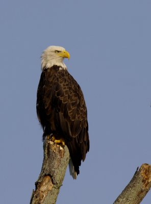 Bald Eagle, Minor Clark Fish Hatchery, KY