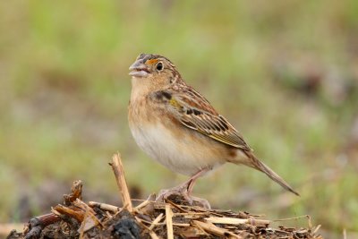 Grasshopper Sparrow, Peabody WMA, KY