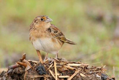 Grasshopper Sparrow, Peabody WMA, KY