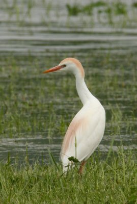 Cattle Egret