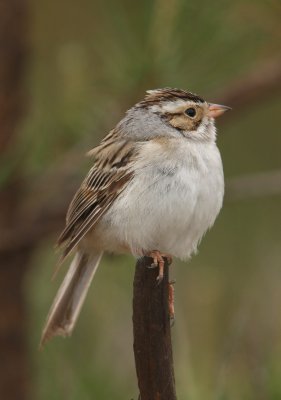 Clay-colored Sparrow, Mio, Michigan, June 2009