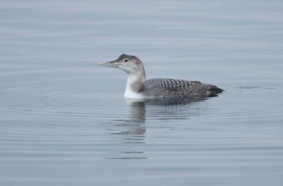 1st Michigan Record, Yellow-billed Loon, Sault Sainte Marie, Michigan, 12/31/2009