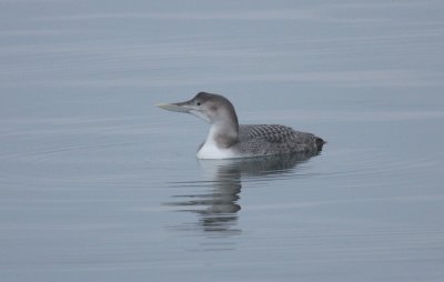 1st Michigan Record, Yellow-billed Loon, Sault Sainte Marie, Michigan, 12/31/2009