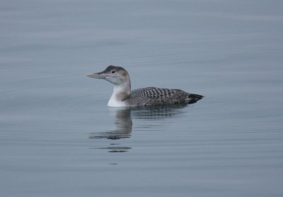 1st Michigan Record, Yellow-billed Loon, Sault Sainte Marie, Michigan, 12/31/2009