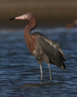 Reddish Egret