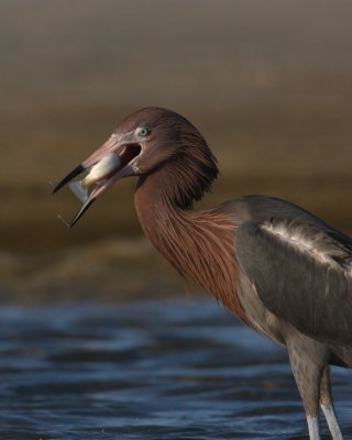 Reddish Egret