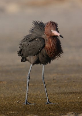 Reddish Egret