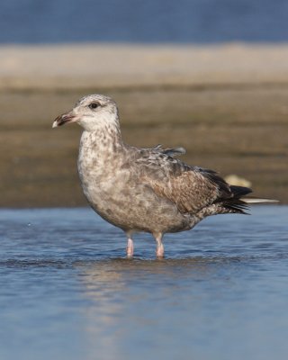 Herring Gull