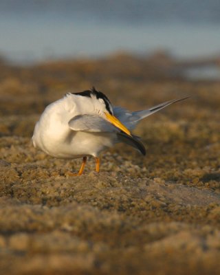 Least Tern