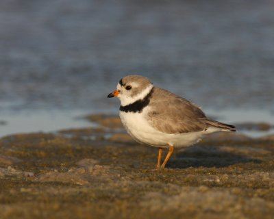 Piping Plover, Ft. Myers Beach, FL, 2010
