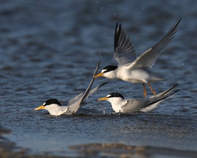 Least Tern