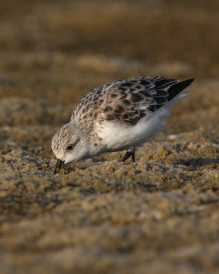 Sanderling, Ft. Myers Beach, FL, 2010