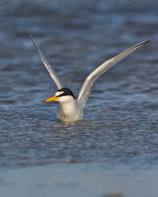 Least Tern