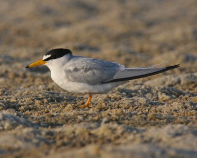 Least Tern
