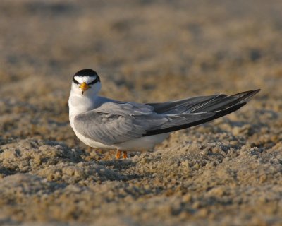 Least Tern