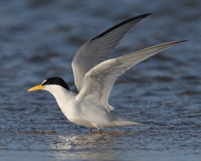 Least Tern