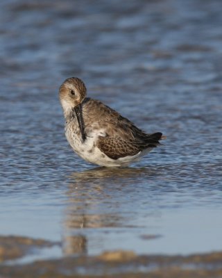 Dunlin, Ft. Myers Beach, FL, 2010