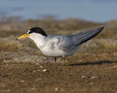 Least Tern