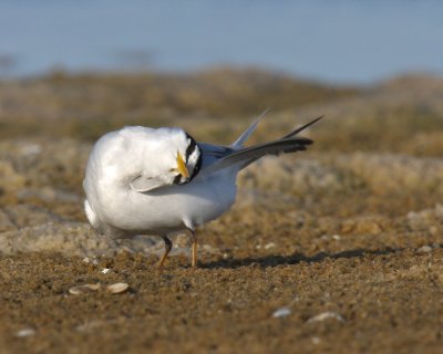 Least Tern