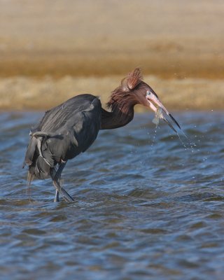 Reddish Egret