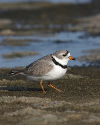 Piping Plover, Ft. Myers Beach, FL, 2010