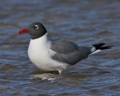 Laughing Gull