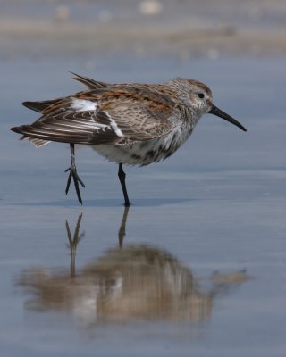 Dunlin, Ft. Myers Beach, FL, 2010