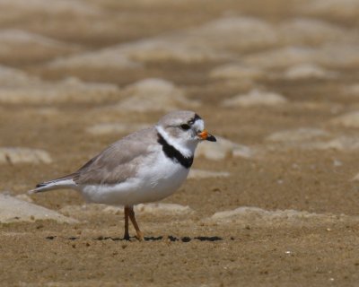 Piping Plover, Ft. Myers Beach, FL, 2010