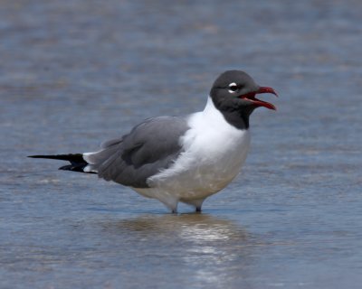 Laughing Gull