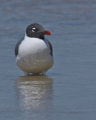 Laughing Gull