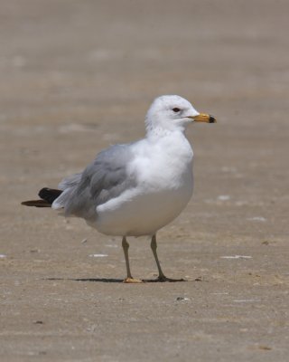 Ring-billed Gull