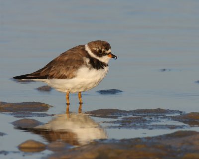 Semi-palmated Plover, Ft. Myers Beach, FL, 2010