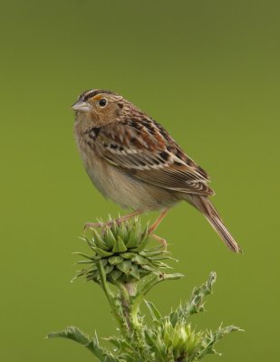 Grasshopper Sparrow, Hamilton Co., OH, May 20, 2010