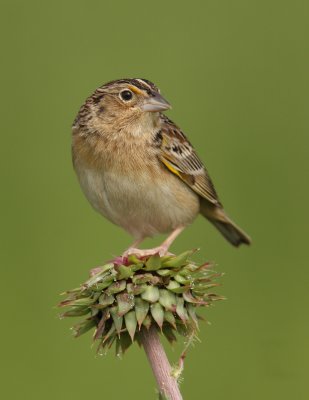 Grasshopper Sparrow, Hamilton Co., OH, May 20, 2010