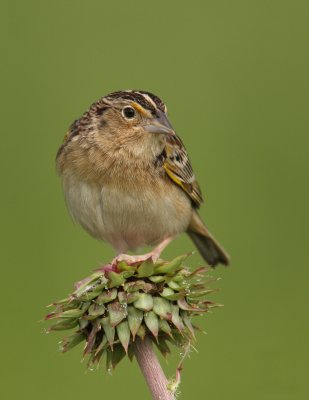 Grashopper Sparrow, Hamilton Co., OH, May 20, 2010