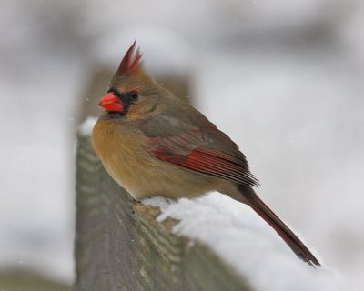 Northern Cardinal, Cincinnati Nature Center, OH.jpg