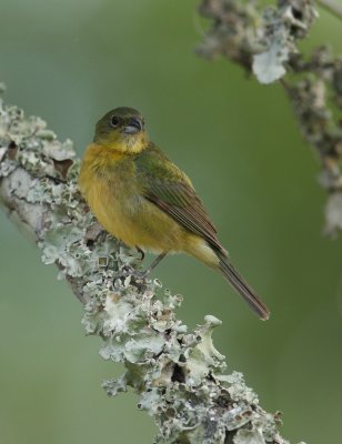 Painted Bunting, Campbell County, KY.jpg